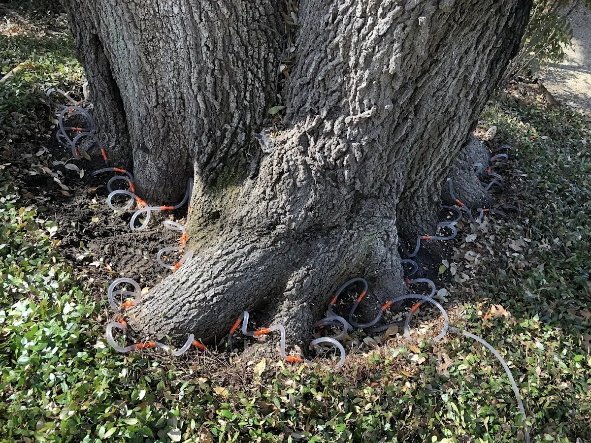 Detailed Tree Cabling and Bracing job site in Bern